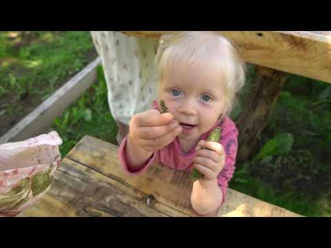 Начало лета в деревне На грядках уже растет зелень и можно