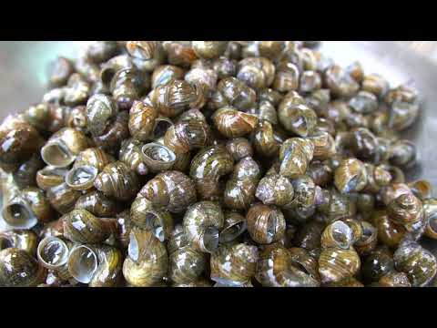 They Collect Snails in the River and go to Home to Cook