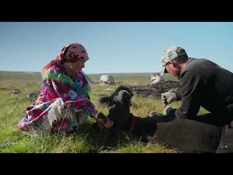 How Last Nomad Tribes Survive in Tundra and Mountain
