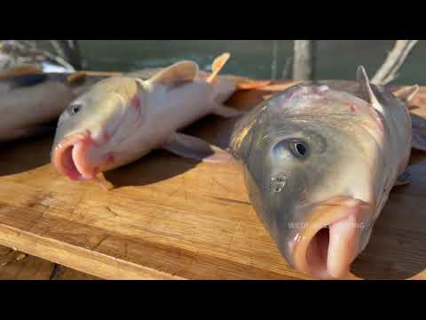CAUGHT 3 CARP AND COOKED LUNCH ON THE LAKE THE TASTE IS