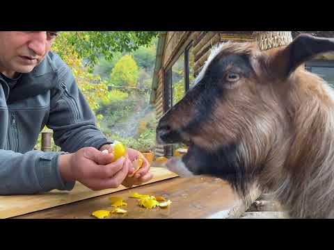 Divine Taste of Lamb Meat in Tandoor Traditional Dish Of