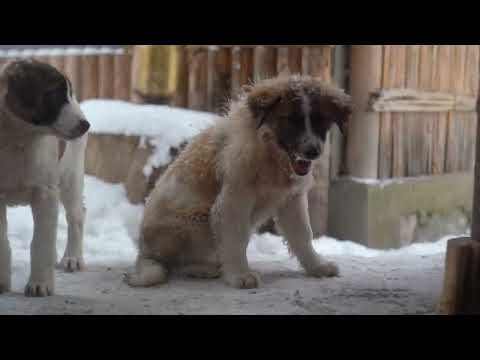 Mutton Fat and Juicy Kebab Beautiful Snowfall in the