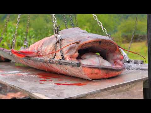 This Giant Catfish Turns Into the Best Village Feast