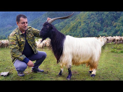 THE MOST TENDER GOAT MEAT BAKED UNDERGROUND EXOTIC RECIPE