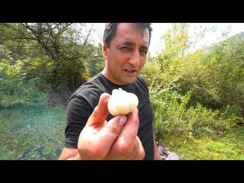 COOKING LAMB BRAINS FRIED LAMBS BRAIN RECIPE BY WILDERNESS