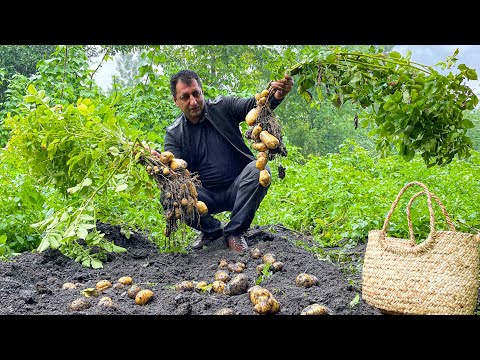 Why buy potatoes in a store A delicious lunch for all