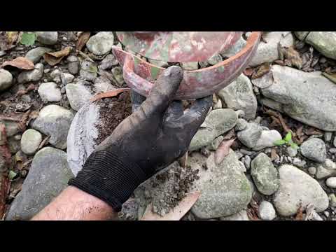 We Found a Very Valuable Treasure / Metal Detecting