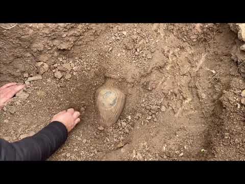 I Found Eagle-Headed Treasure / Treasure Hunt