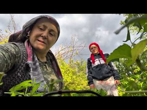 Nanelerimize bereket geldi ilk hasatLeğenler doldu taştı