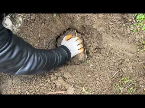 Treasure Find Moment. ( Gold Stinger X5 by Stinger Detectors )