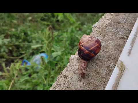 Köyde Bahçe İşleri Hiç Bitmiyor Günlük Vlogda Samimi Köy