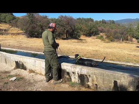 ENDLESS WILD BOARS EPIC HUNTING SHOTS BEST SCENES