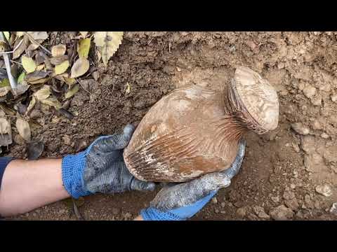 TREASURE FINDING MOMENT / ANCIENT GREEK TREASURE FOUND