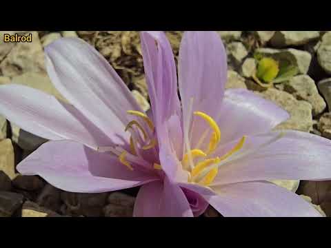 Nomadic life in autumn harvesting organic vegetables and