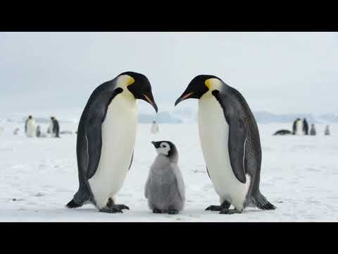 Emperor Penguins Love Expedition