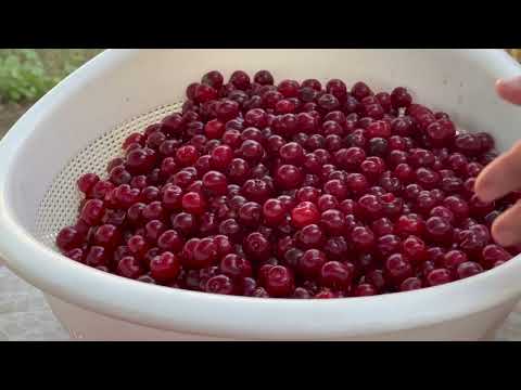 Mix of Cherry Harvesting Cooking Videos Village Life