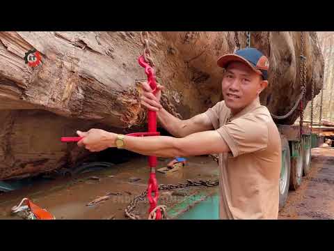UNBELIEVABLE Year Old Giant Timber From Extreme