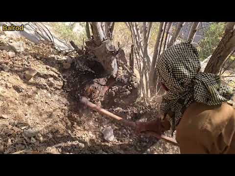 El Niño Warning Nomads Battle for Survival Ahead of