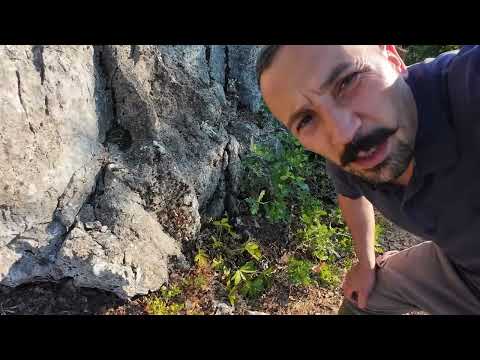 Yaylada Eski Kalenin Etrafında Define Kaya Kasası Açıyorum