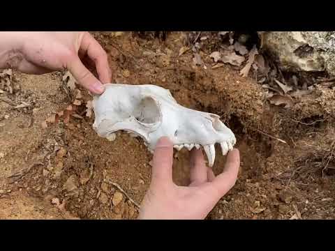 METAL DETECTİNG / REAL TREASURE HUNT