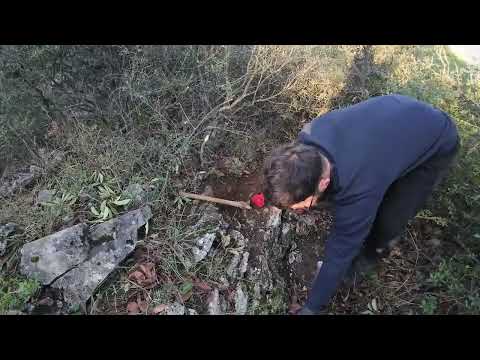 Define Kazısında Bulunan Altın Fil