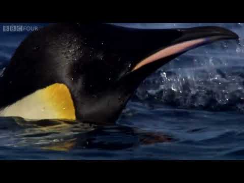 How does a penguin launch itself from the sea The Wonder