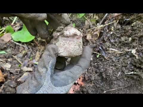We Found a $100 Million Treasure / Metal Detecting