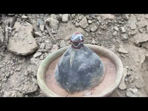 Treasure Hunting By Metal Detector \ Big Treasure