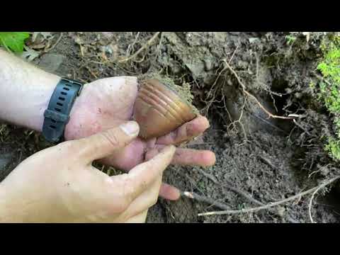I Found Hidden treasure in the Forest
