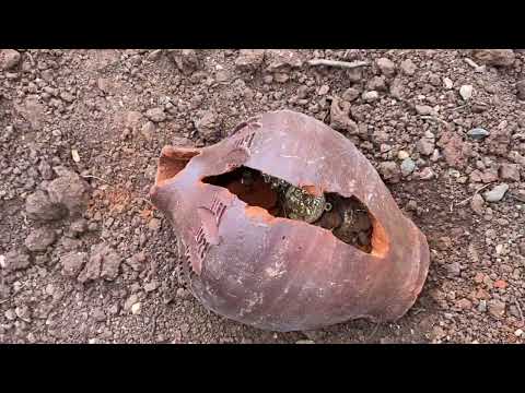 We found a 1700-year-old historical treasure. // Great Treasure Hunt