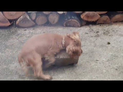 Maceracı Köpeğin İlginç Oyunu