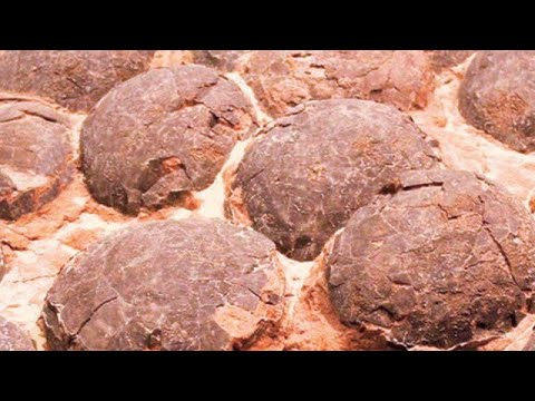 Define aramaya çıktık Daha Büyük Birşey bulduk