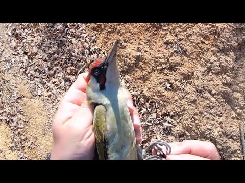 Ormanda Yaralı Ağaçkakan Buldum