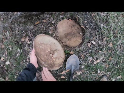 Kaplumbağanın Define Dolu Yumurtısını Buldum