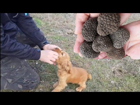 Define Değerindeki Trüf Mantarı İçin Köpek Eğitimi