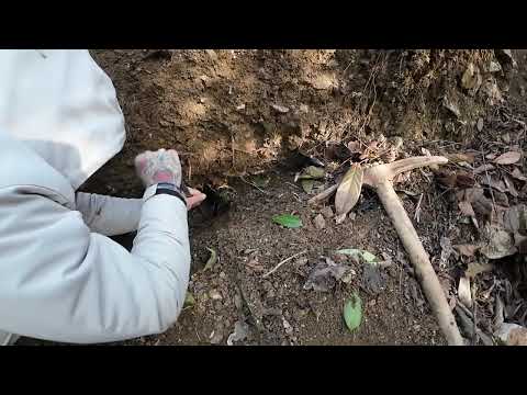 Papaz Mezarı Definesini Buldum Altın Çıktı !!! Define Bulma Anı !! Grave Treasure Hunt